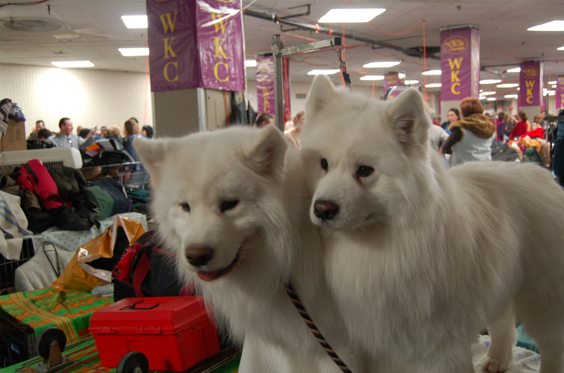 Illustration for article titled Calling Off The Dogs: Day 2 At Westminster